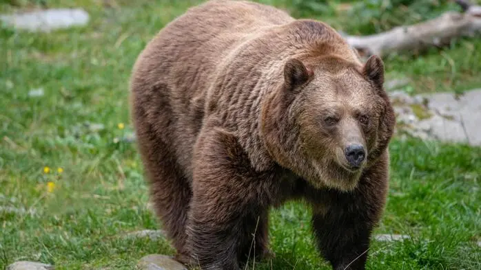 Die Bären bereiten sich bald auf den Winterschlaf vor