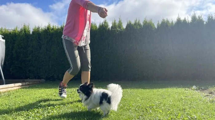 Bis zu 200 Kommandos beherrscht "Sunny".