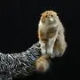 A Scottish Fold cat is held up by a judge at the Cat Extravaganza event at Olympia in London, Sunday, Feb. 18, 2024. (AP Photo/Kirsty Wigglesworth)