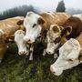 6700 Milchbauern gibt es in der Steiermark