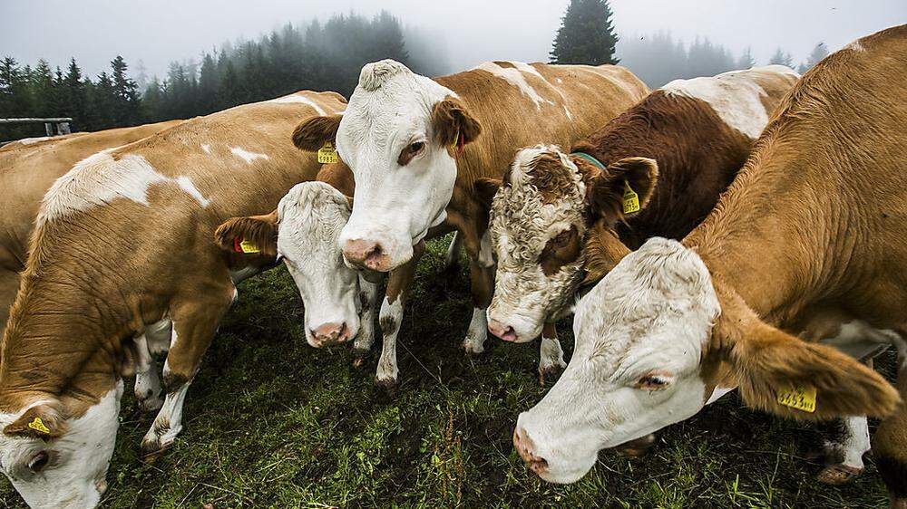 6700 Milchbauern gibt es in der Steiermark