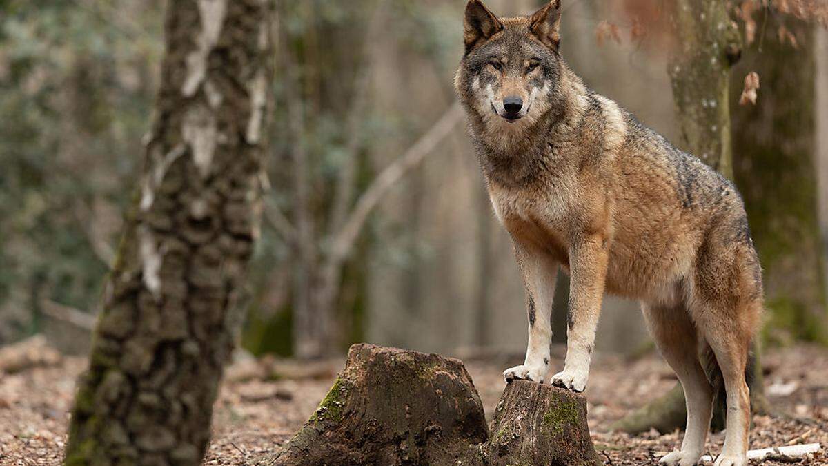 Der Wolf wird auch in den Sozialen Medien immer öfter gesichtet