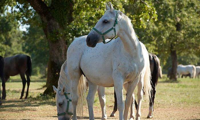 Edle Vierbeiner: Der Ursprungsort der berühmten Lipizzaner befindet sich im slowenischen Lipica und verbindet Österreich und Slowenien auf eine ganz besondere Art und Weise.