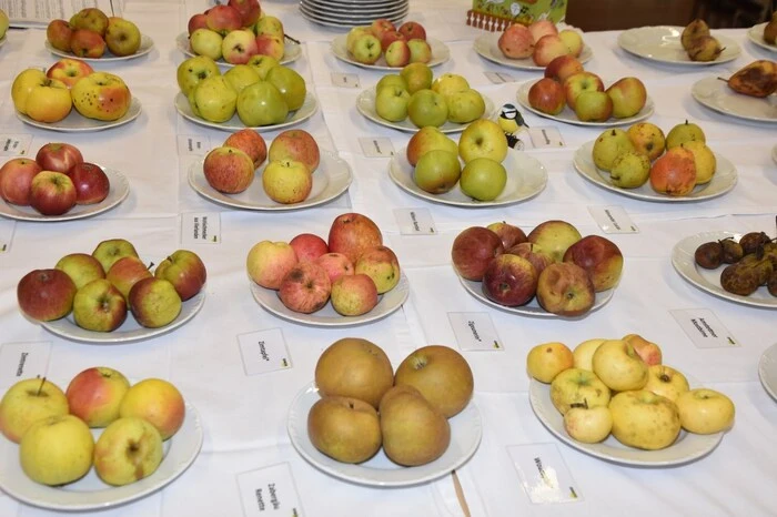 "Ziel des Projektes ,Strowi' war es, alte Streuobstsorten in der Region nicht nur zu erhalten, sondern wieder mehr in den Vordergrund zu stellen", erklärte Maria Luise Mürzl (Naturpark). Landwirte und Obstgartenbesitzer waren eingeladen und ermuntert worden, junge Bäume zu pflanzen und so den Bestand von Streuobstwiesen wesentlich zu erhöhen. 