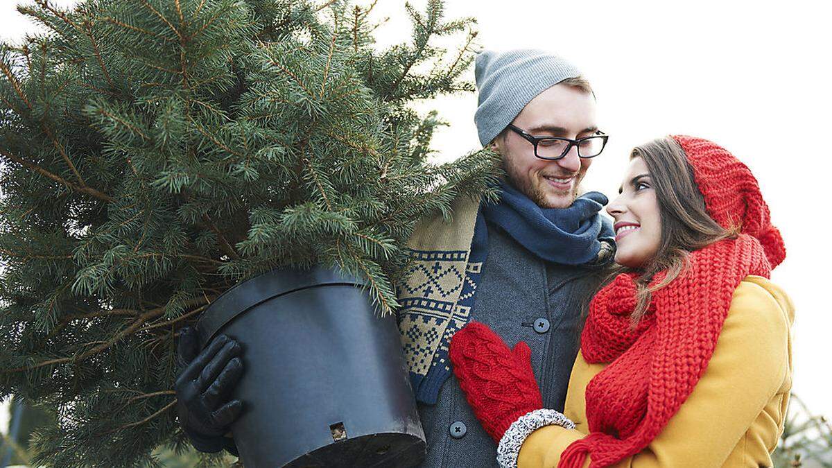 Bäume im Topf sind nichts für Menschen, die sich einen möglichst großen Christbaum ins Zimmer stellen wollen