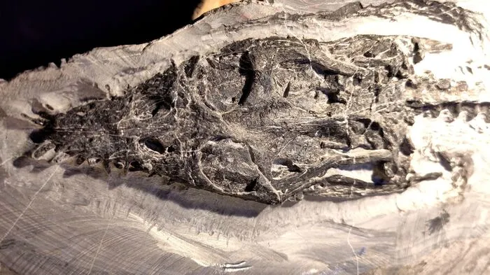 Fein säuberlich mit einem Druckluftstichel aus dem Stein gearbeitet: Am Kopf des Sauriers sieht man Augenhöhlen und Zähne.
