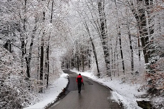 Wandern durch den schneebedeckten Wald auf der Gemeindestraße in Wollsdorferegg in Richtung Prebuch.