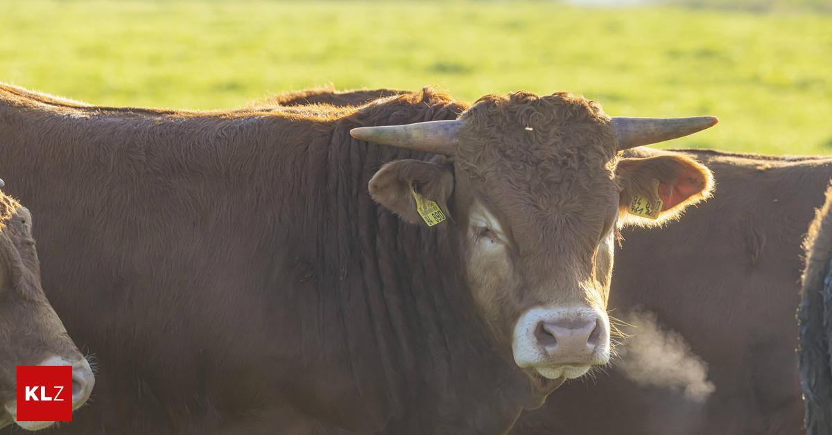 Stiere-von-Schlachthof-entlaufen-Polizei-sucht-mit-Spezialeinheit-nach-Rindern