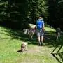 Hundehalter, die auf Kühe treffen, sollen Abstand halten und sofort umkehren, wenn die Rinder nervös werden