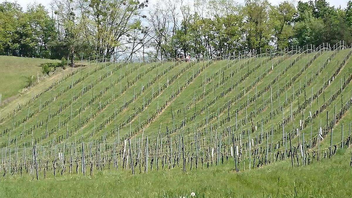 In diesem Weingarten am Wiesberg kam es zu dem schweren Unfall