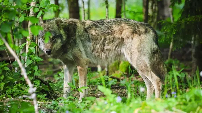 Die Rückkehr des Wolfs bleibt Konfliktthema und beschäftigt die Behörden – auch im Bezirk Völkermarkt nach einem kürzlichen Schafsriss