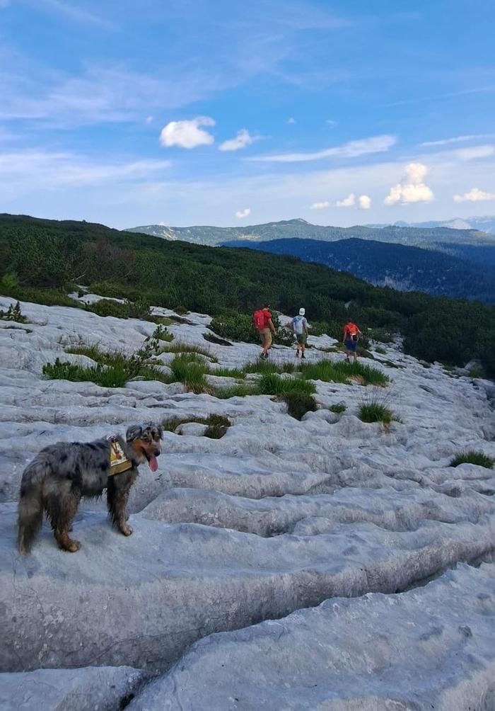 Bergretter mit Suchhunden sind unter anderem im Einsatz