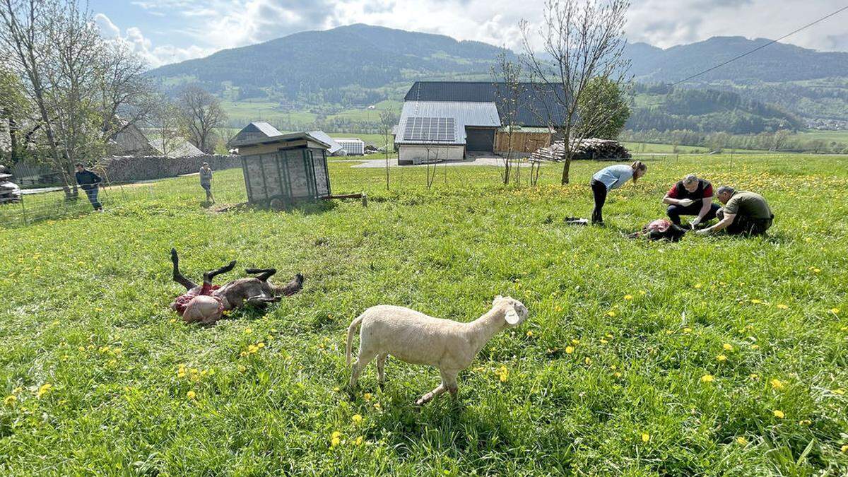 Der Wolf ist derzeit im Ennstal unterwegs – hier nach einem Vorfall in Oberstuttern im Bezirk Liezen