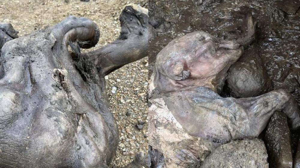 Das gut erhaltene Baby-Mammut wurde in den Klondike-Goldfeldern gefunden. 