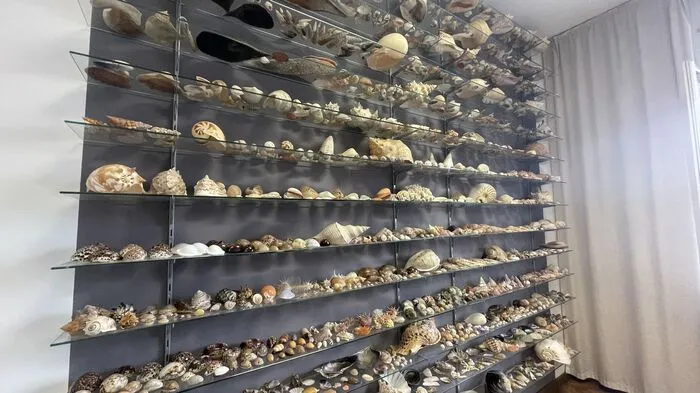 Ein ganzes Regal voller Muscheln, Schnecken und Seeigeln gibt es im Büro des Gleisdorfer Stadtamtsdirektors zu sehen.