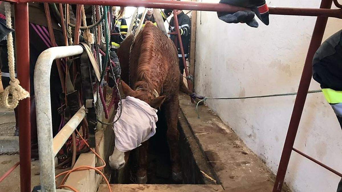 Der Einsatz dauerte drei Stunden lang, das Pferd zeigte sich sehr geduldig