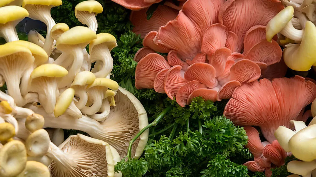 Bio-Zuchtpilze wie Limonenseitling und Rosenseitling sorgen auch farblich für Abwechslung 