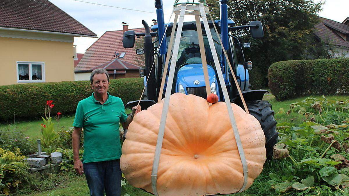 Rund 500 Kilogramm bringt der Kürbis auf die Waage 