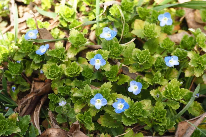 Frühblüher wie Ehrenpreis werden von den Insekten dringend erwartet