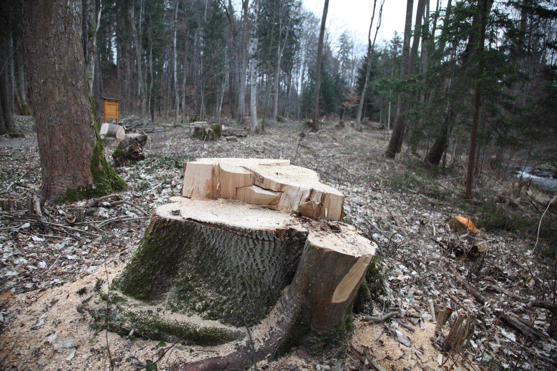Von Pilzen befallen: Warum zahlreiche Bäume am Klimazukunftsweg in Pöllau gefällt wurden