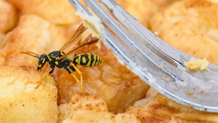 Eine Wespe und eine Gabel auf einem Kuchen | Normalerweise sind Wespen im Sommer nicht aus Bäckereiauslagen wegzudenken, heuer verirren sich deutlich weniger dorthin