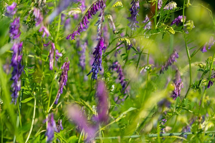 Auch ausgedehnte wilde Wiesen sind Bestandteil des Gartens und bieten Futter für Bienen.