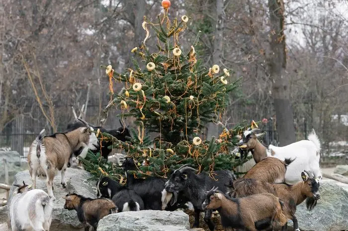 Auch der Baum schmeckt den Zwergziegen