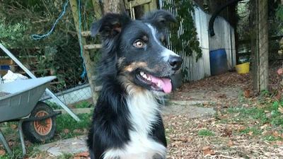 Der zwei Jahre alte, dunkle tricolor Border Collie "Shep" wird vermisst