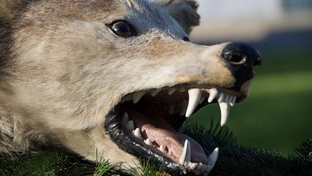 Der Dobratschwolf, der 1938 erlegt wurde, ist heute im Gailtaler Heimatmuseum in Hermagor ausgestellt