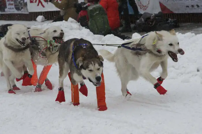 Der "Iditarod" wurde 1973 gegründet.