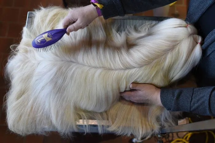 Der Siegerhund der "Best in Show"-Kategorie wird in den USA regelmäßig zum Star. Im Vorjahr konnte ein Deutsch-Kurzhaar die Wahl für sich entscheiden.