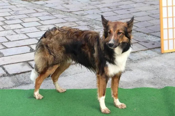 Allen die Show gestohlen hat aber Hund Rex, der sich als Lassie verkleidete und gelassen das Blitzlichtgewitter der Kameras über sich ergehen ließ.