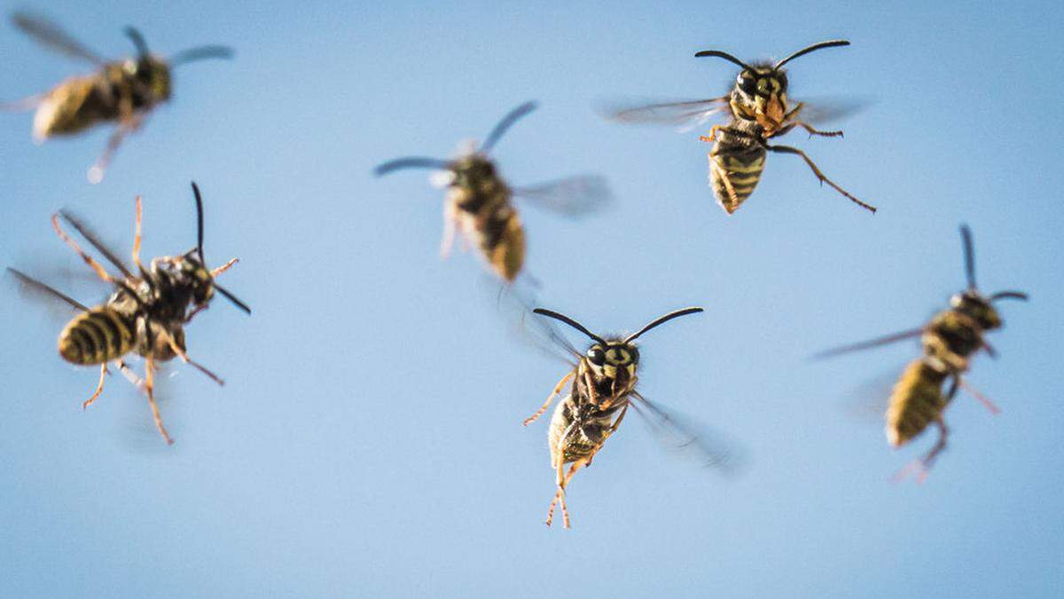 Wespen im Anflug