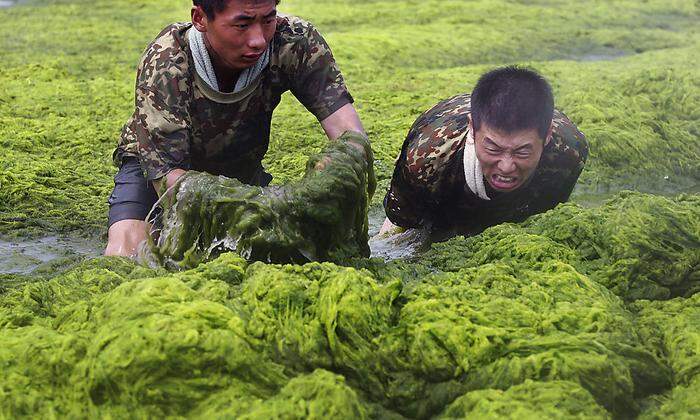 Zu viele Nährstoffe und die Algen wachsen rasant - wie hier auf einem Fluss in China