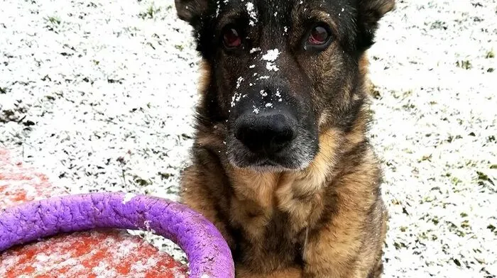 Nero aus Gießelsdorf lässt der Schnee ziemlich kalt