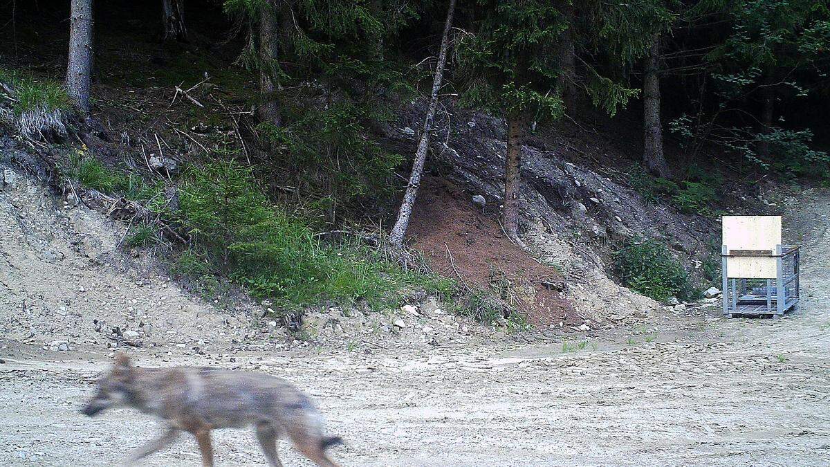 Der Mann gab an, die Fallen zum Schutz seiner Geflügel- und Kaninchenzucht vor Raubtieren aufgestellt zu haben