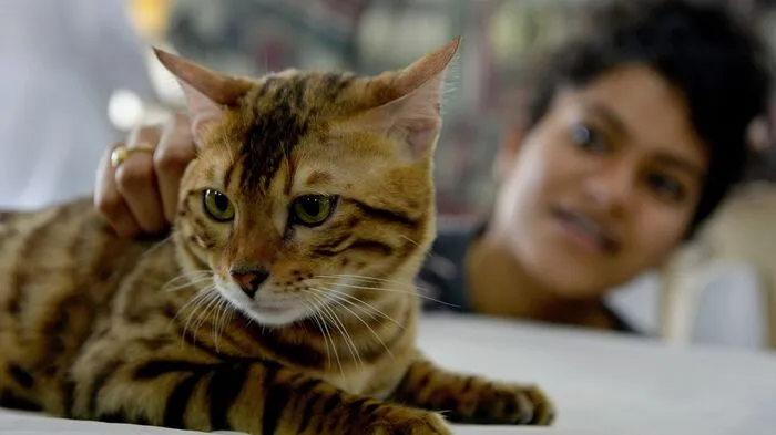 Bei der Katzenausstellung in Indien sah man Bengalen, Siams und andere wunderschöne Samtpfoten.