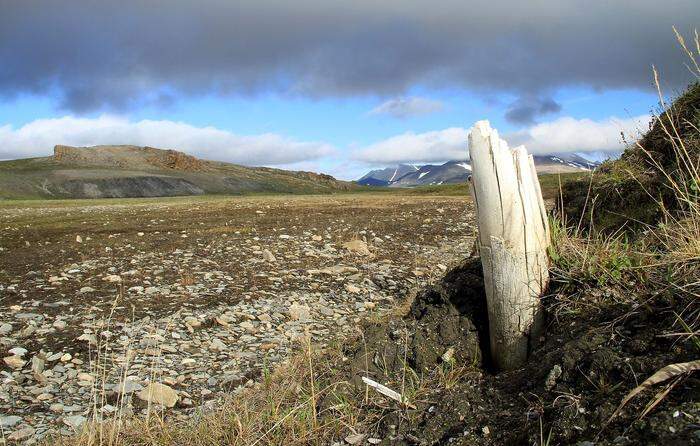 Der Zahn eine Wollmammuts ragt aus dem Permafrostboden in Nordost-Sibirien