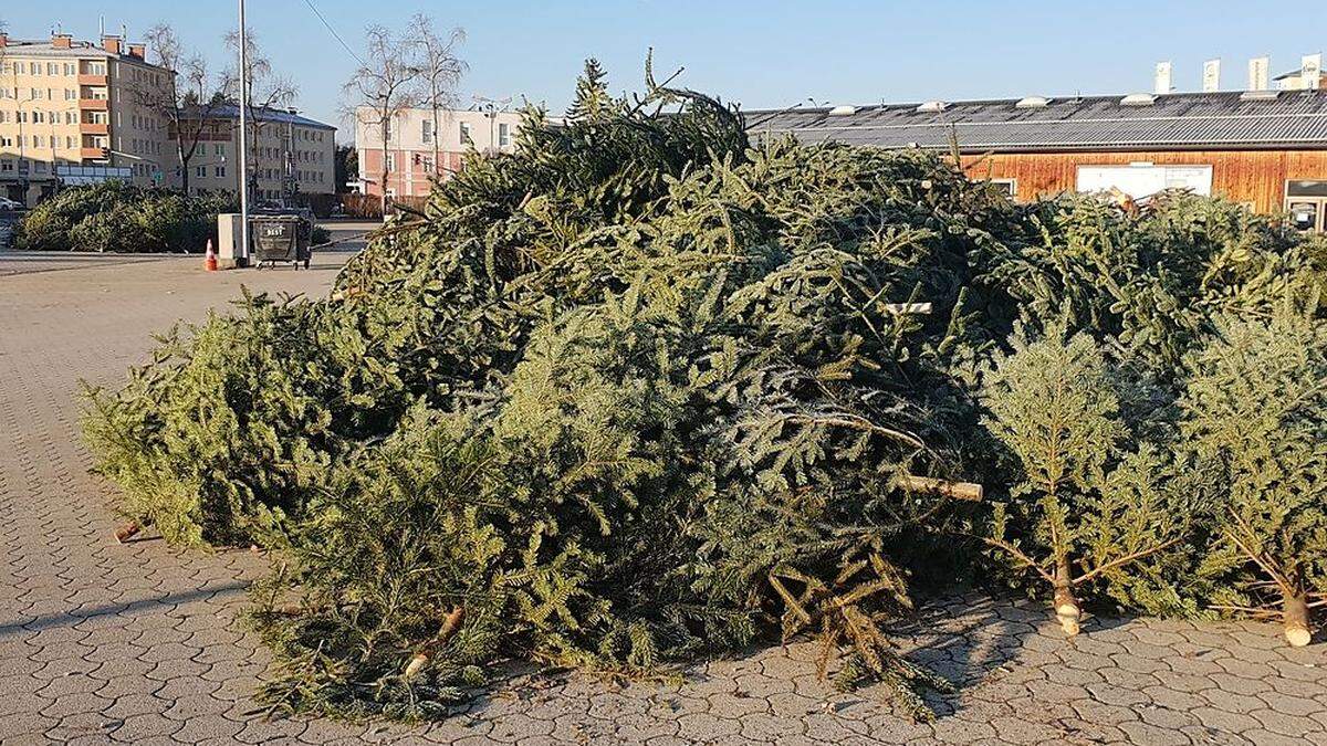 Am Messegelände wurden zahlreiche Christbäume abgelagert.