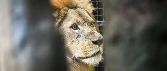 Der Löwe Uganda tötete eine Löwin im Zagreber Zoo