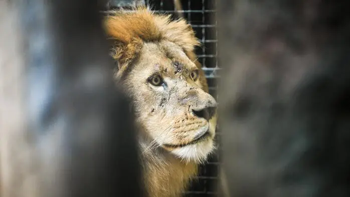 Der Löwe Uganda tötete eine Löwin im Zagreber Zoo