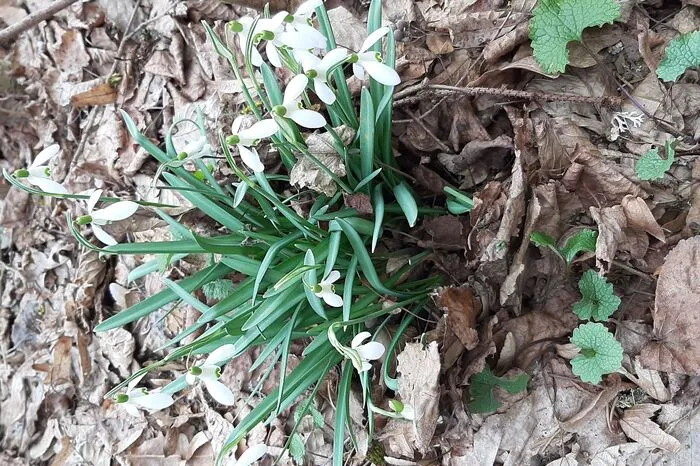 Schneeglöckchen am Rande eines Wanderweges