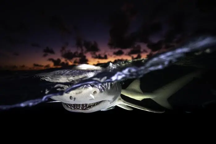 In der Abenddämmerung tauchen mehrere Dutzend Zitronenhaie aus der Tiefe auf und umzingeln das Tauchboot der Fotografen Rodolphe Guignard.