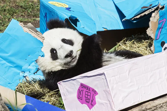 "Mama Yang Yang hat gleich vorgezeigt, wie das Auspacken funktioniert und hat von den Karotten und Süßkartoffeln genascht. Da wurde natürlich auch Panda-Bub Fu Ban neugierig und hat seine Päckchen inspiziert", erzählte Tiergartendirektorin Dagmar Schratter.