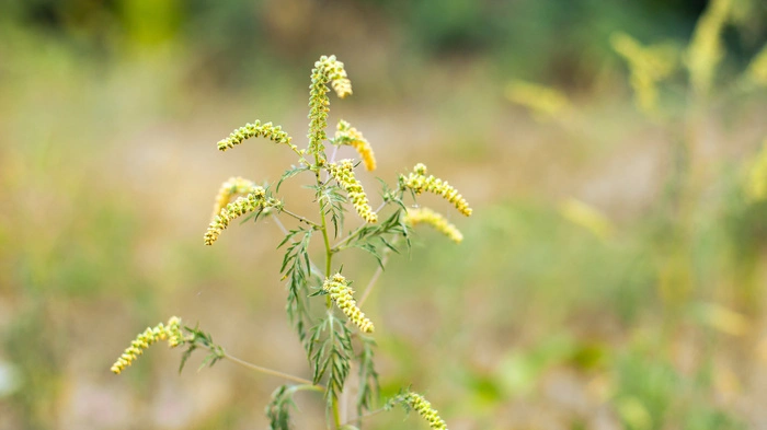 Ragweed ist vor allem im Süden und Osten Österreichs verbreitet. Die Pollen sind hochallergen. Das bedeutet, dass schon kleine Mengen für Symptome bei Allergikerinnen und Allergikern sorgen können.