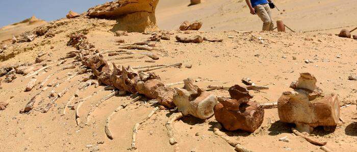 Wüstenspaziergang auf dem Meeresgrund im Wadi al-Hitan