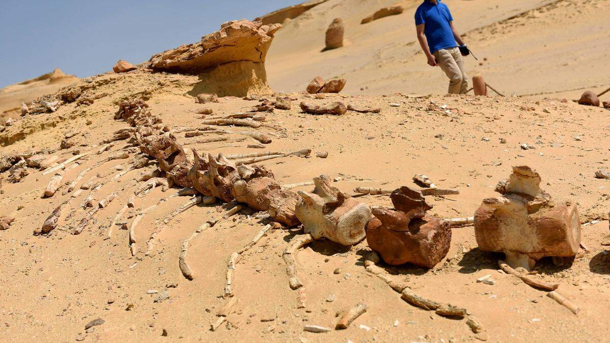 Wüstenspaziergang auf dem Meeresgrund im Wadi al-Hitan