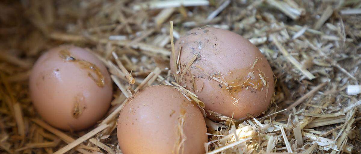 Die größte Nachfrage an Eiern gibt es an Feiertagen, besonders zu Ostern