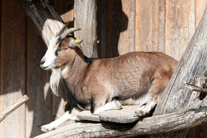 Ziegen legen New Yorker U-Bahn lahm. 21. August:Zwei Ziegen legten den U-Bahn-Verkehr in New York für mehrere Stunden lahm. Die Tiere waren auf die oberirdischen Gleise der Linie N in Brooklyn gelaufen, wie die New Yorker Verkehrsbetriebe mitteilten. Daraufhin musste die Linie umgeleitet werden. Die New Yorker Polizei sammelte die Ziegen ein und brachte sie in ein Tierheim. Woher die Ziegen kamen und wie sie auf die Gleise gelangten, war unklar.