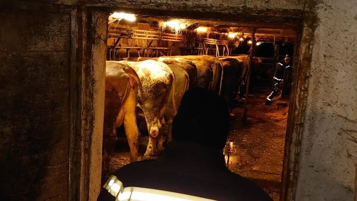 Tierischer Einsatz für die Stadtfeuerwehr Mürzzuschlag: Mittels Notstromaggregat wurde kurzerhand Melkhilfe geleistet